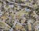 Jersey Contemporary Petal Olive (Viscose)